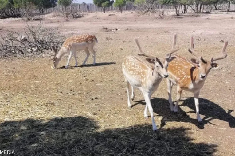 “الأيل الأسمر” يعزز السياحة البيئية في تونس