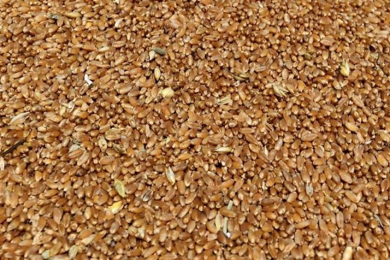 بعث أول “ديار بذور” للحفاظ على التراث من البذور الأصلية في تونس