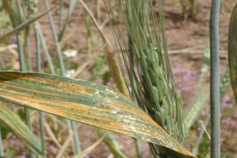 ظهور مرض الصدأ التاجي في بعض الحقول ووزارة الفلاحة تنبه من خطورته