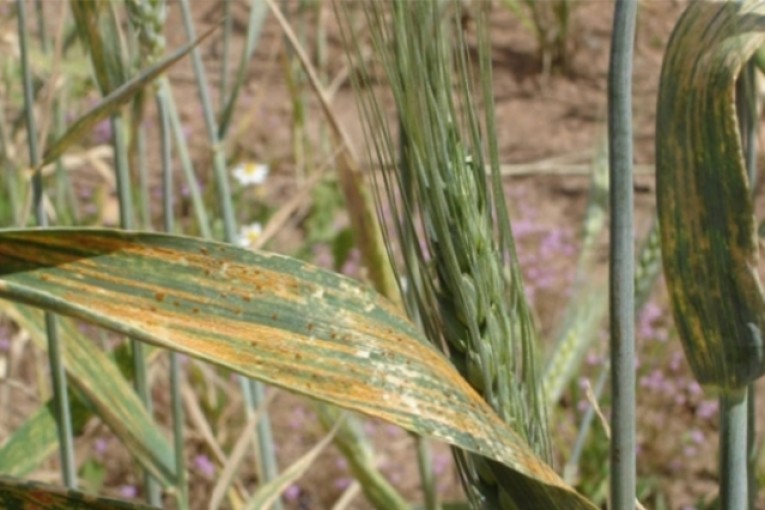 وزارة الفلاحة تحذر الفلاحين من هذا المرض