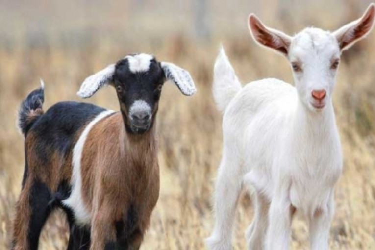 اليوم “ڤرة العنزة” فماذا تعرف عنها؟