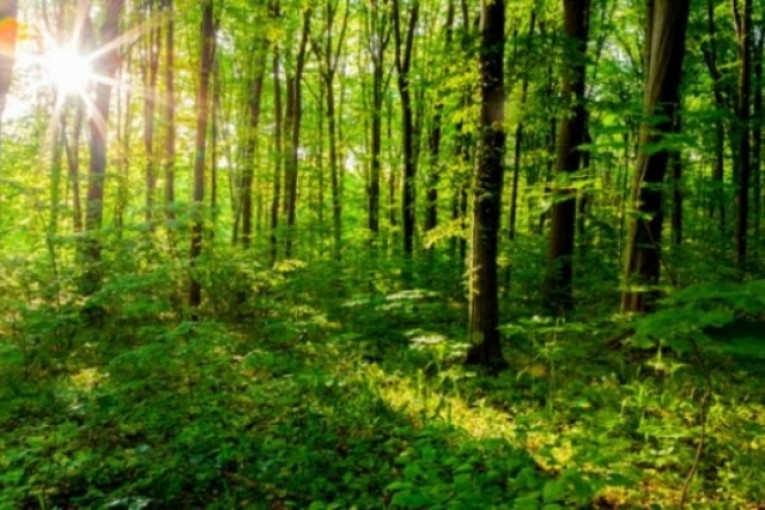 دراسة: تقلص مساحة غابات الجبال على كوكب الأرض