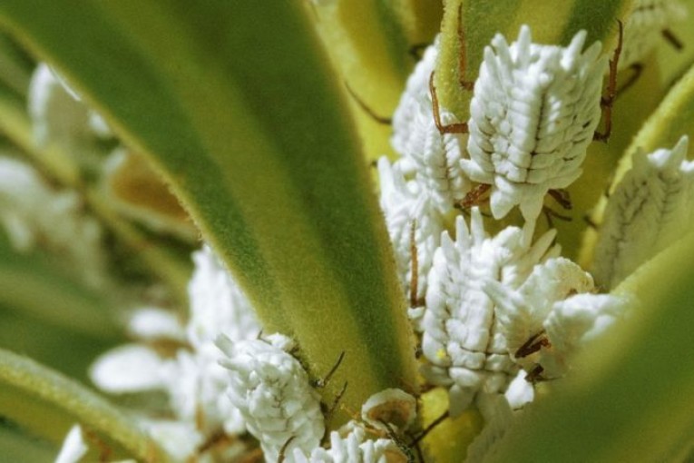 هل تأكل الحشرات دون أن تدري؟