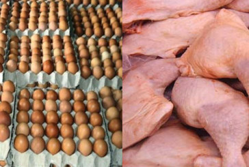 الغرفة الوطنية للدواجن: أسعار البيض ولحم الدجاج ستُسجل انخفاضا