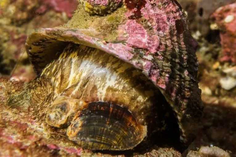 “ملك جمال الرخويات”.. 5 حيوانات تتنافس على اللقب الغريب