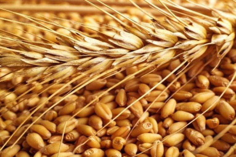 رئيس نقابة الفلاحين: هذه كميات إنتاج الحبوب خلال هذا الموسم