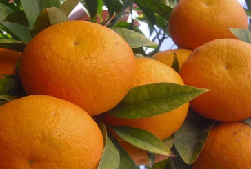 جمعية فرنسية تأمر بإتلاف البرتقال المالطي التونسي: اتحاد الفلاحة يوضح