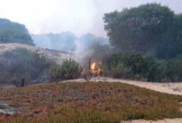 باجة: حريق يتسبّب في إتلاف 30 هكتارا من غابات الصنوبر