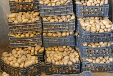 وادي الليل: حجز 8 أطنان من مادة البطاطا في مخزنين عشوائيين