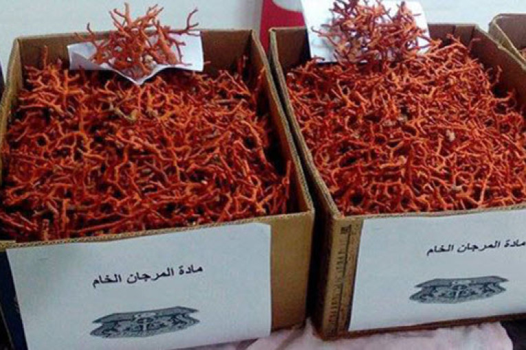 طبرقة: حجز 30 كغ من مادة المرجان الخام