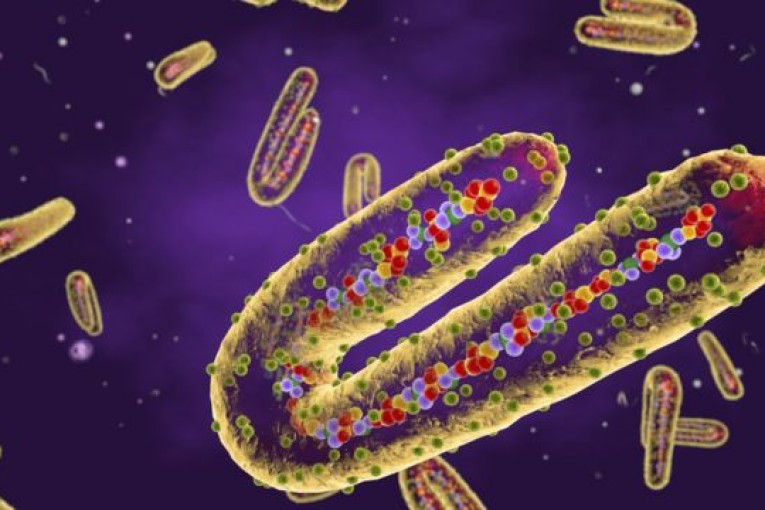 مخاوف من تفشّي فيروس ماربورغ