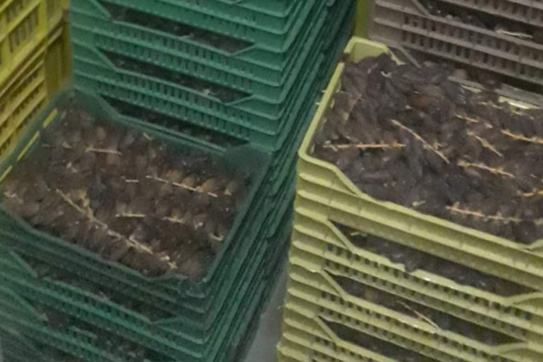 جندوبة: حجز 13 طناً من التمور بمخزن عشوائي