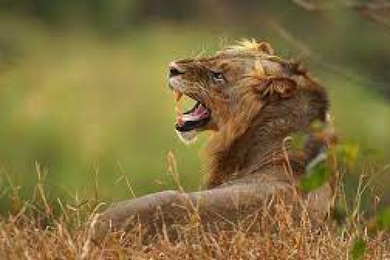 نداء إغاثة في السودان.. لإنقاذ أسود وحيوانات جائعة