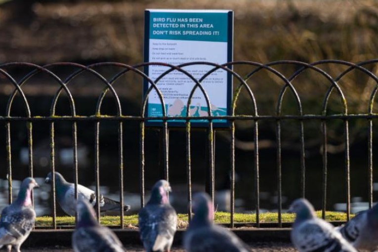 دراسة: سلالة إنفلونزا الطيور الحالية أكثر فتكاً من الماضي