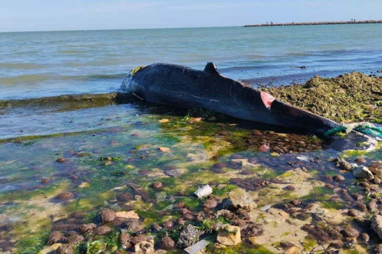 صفاقس: نفوق سمكة كبيرة الحجم من نوع ”بالان” بشاطئ الكازينو