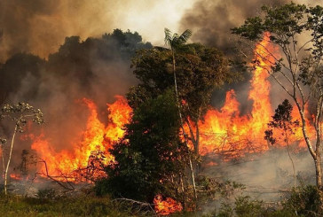 وزارة الفلاحة: عقوبات الحرائق في الغابات والمحاصيل الزراعية تصل حتى الإعدام