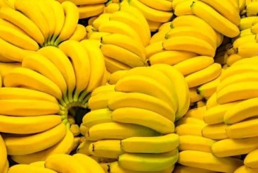 وزارة التجارة: الموز مادة تعديلية وليست أساسية.. وفقدانها أفضل من توفرها بأسعار مُشطّة