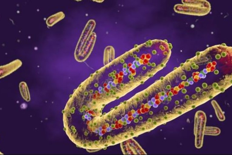 بسبب فيروس ماربورغ: الإمارات تدعو مواطنيها إلى تأجيل السفر إلى تنزانيا وغينيا