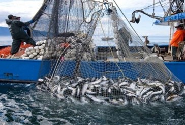 مدنين: البحث عن سبل تطوير مزايا قطاع الصيد البحري بجربة أجيم وتثمين المنتجات البحرية