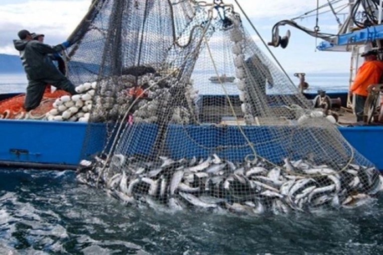 مدنين: البحث عن سبل تطوير مزايا قطاع الصيد البحري بجربة أجيم وتثمين المنتجات البحرية