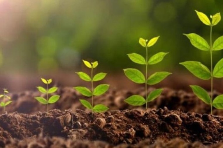 دراسة مذهلة: النباتات تتألم وتبكي وتصدر أصواتًا عند العطش  فهل تسمعها الحيوانات؟