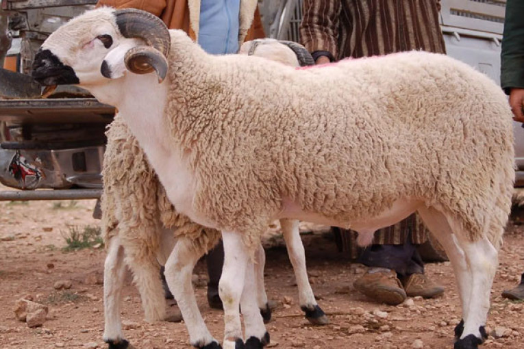 موعد عيد الأضحى وفق الحسابات الفلكية