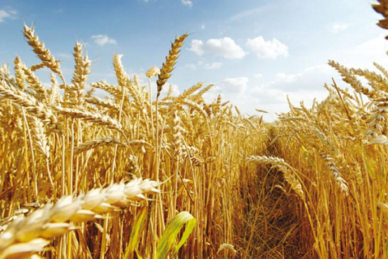 جندوبة: تقديرات بتراجع يفوق 50 % لمحصول الحبوب