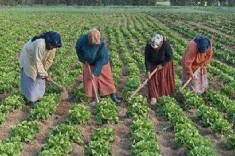 دراسة: 92% من العاملات في القطاع الفلاحي لا تتمتعن بالتغطية الاجتماعية