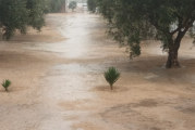 القيروان: تهاطل كميات هامة من الأمطار.. بعد 3 سنوات من الجفاف