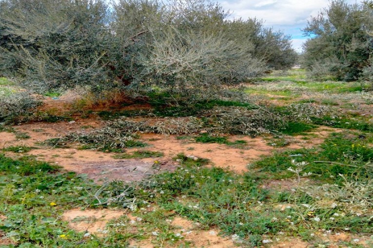 وزارة أملاك الدولة تسترجع 3 عقارات دولية فلاحية على مساحة 13 هك بولاية منوبة