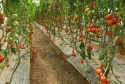 نابل: تقلص المساحات المزروعة من الطماطم الفصلية المعدة للتحويل بنسبة 40 %