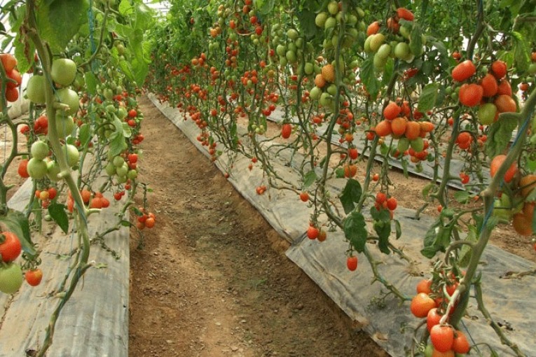 نابل: تقلص المساحات المزروعة من الطماطم الفصلية المعدة للتحويل بنسبة 40 %