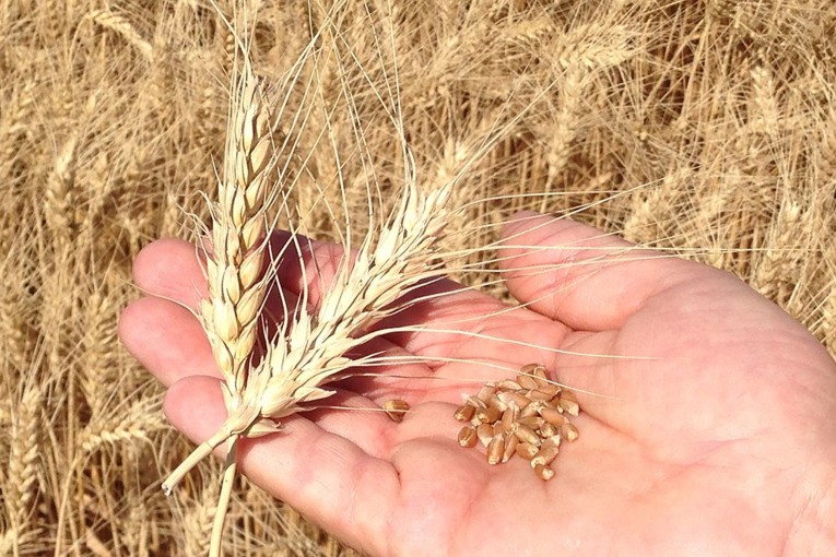 تونس: زيادة بـ 10 دنانير في أسعار قبول القمح