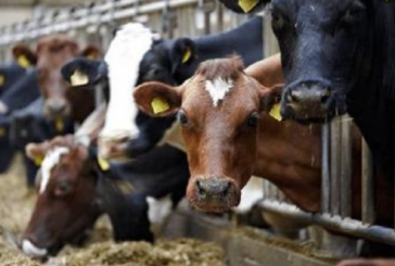 فوسانة: مربو الأبقار يبيعون جل قطيعهم بسبب ندرة المراعي ونقص الاعلاف وارتفاع سعرها
