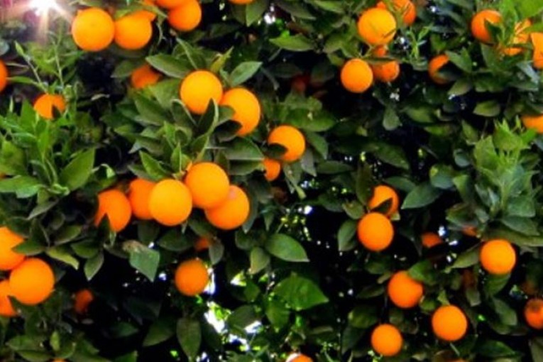 تراجع بنسبة 50% في صابة القوارص بالوطن القبلي