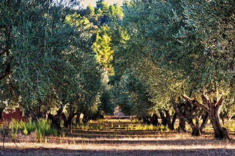 مندوب الفلاحة بباجة: الأمطار الأخيرة لم تؤثر على مخزون السدود وتأثيرها نسبي على الأشجار المثمرة والزياتين