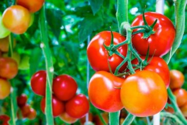 قابس: صادرات الطماطم العنقودية بمشروع ” فرحة الصحراء” ستصل الى 10 الاف طن