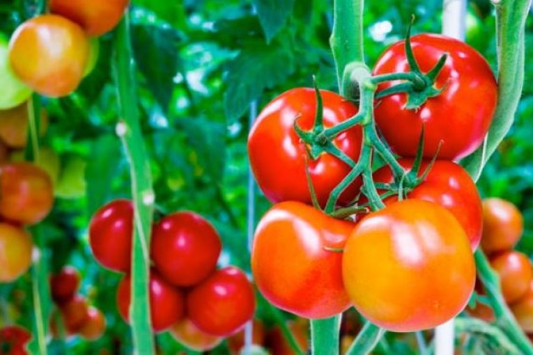 قابس: صادرات الطماطم العنقودية بمشروع ” فرحة الصحراء” ستصل الى 10 الاف طن