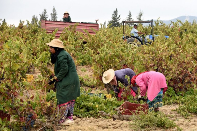 القيروان: دورة تدريبية لفائدة عدد من النساء العاملات في القطاع الفلاحي