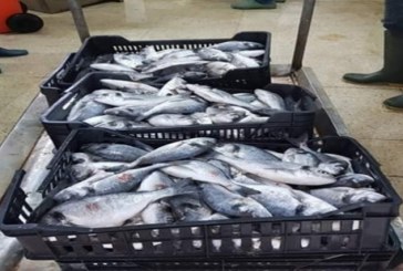 بن عروس: حجز حوالي 7 أطنان من الأسماك وغلال البحر