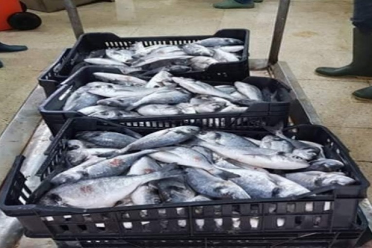 بن عروس: حجز حوالي 7 أطنان من الأسماك وغلال البحر