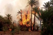 توزر: حريق بالواحة القديمة يأتي على 16 نخلة و15 شجرة مثمرة