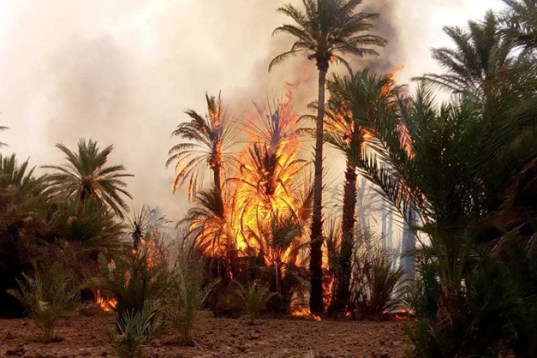 توزر: حريق بالواحة القديمة يأتي على 16 نخلة و15 شجرة مثمرة