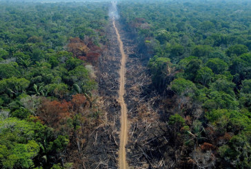 البرازيل تطلق خطة صارمة لحماية غابات الأمازون