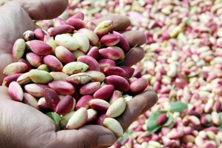 قفصة: إنتاج 3000 طن من الفستق