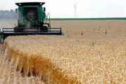 منوبة: توقّعات بتراجع صابة الحبوب بـ9% ومخاوف من تأثير الأمطار على جودتها