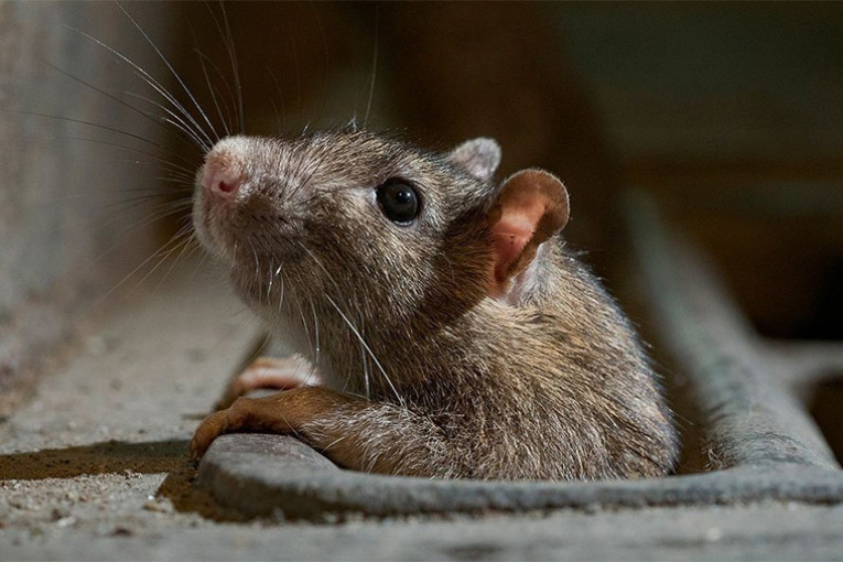 بلدية باريس تطرح خطّة لتعايش الباريسيين مع الجرذان