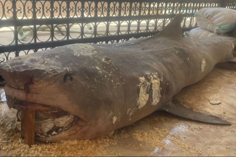 تحنيط سمكة قرش الغردقة