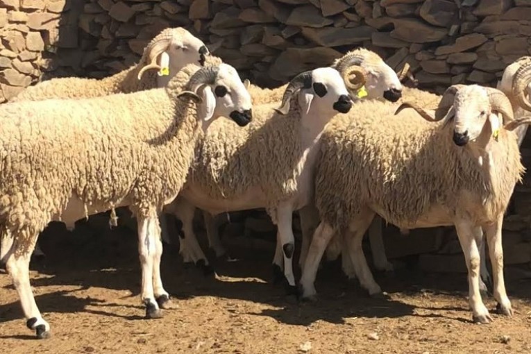 قفصة: توفر 52 ألفا و500 أضحية بالجهة هذه السنة