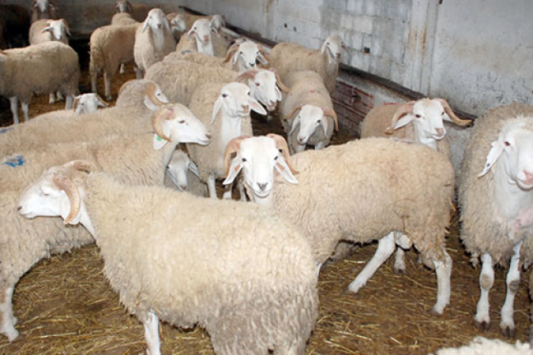 الكاف: تراجع عدد رؤوس الخرفان المخصّصة لعيد الأضحى